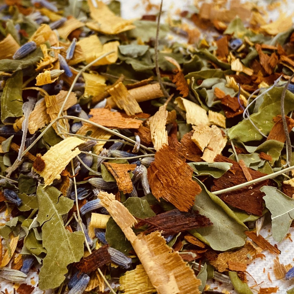 CLUB BOTÁNICO - PLAN ANUAL